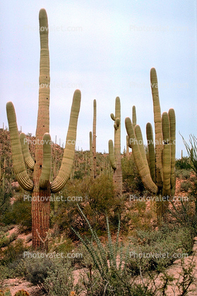 Cactus Forest