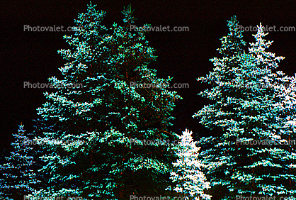 Pine Trees in the night
