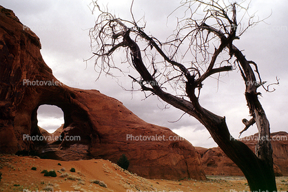 Arch, tree