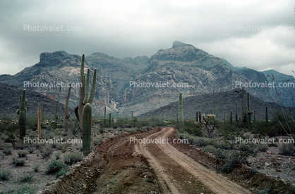 Dirt Road, Mountain, Cactus, unpaved