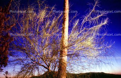 Bare Tree, Pole