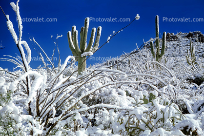 Snow on Saguaro Cactus