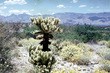 Cholla Cactus, Chiricahua National Monument, Cochise County, southeast Arizona, Desert
