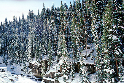 Trees, snow, cold, steep