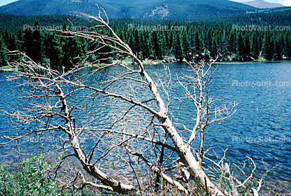 Sprague Lake and the Continental Divide, water