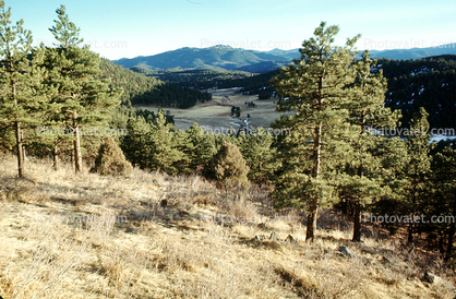 open terrain, trees, mountains