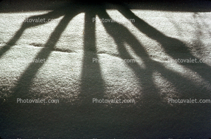 icy snowy tree shadow