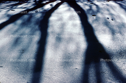 icy snowy tree shadow