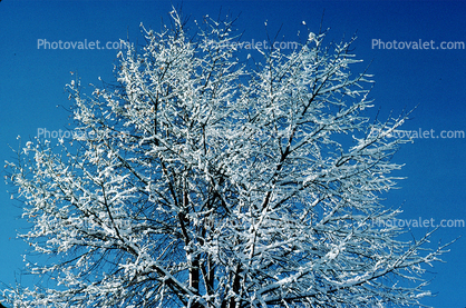 icy snowy tree