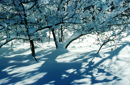 snowy bush, shadows