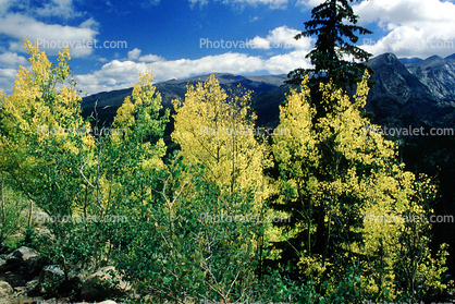 Aspen Trees, Mountain, Forest, Trees, Woodland, Fall Colors, Autumn, Vegetation, Flora, Plants, Colorful, Woods, Exterior, Outdoors, Outside