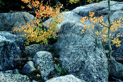 Rocks, Boulders, Vegetation, Flora, Plants