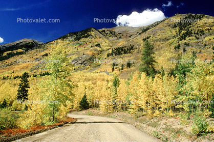 Dirt Road, Mountain, Forest, Aspen Trees, Woodland, unpaved, autumn