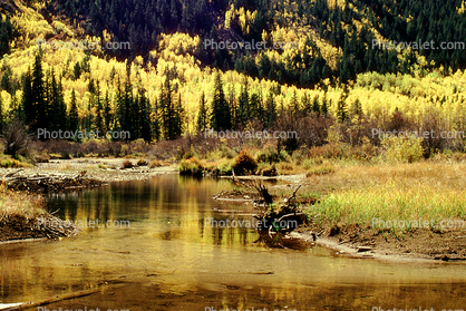 Lake, River, bucolic, Mountain, Forest, Aspen Trees, Woodland, autumn, water