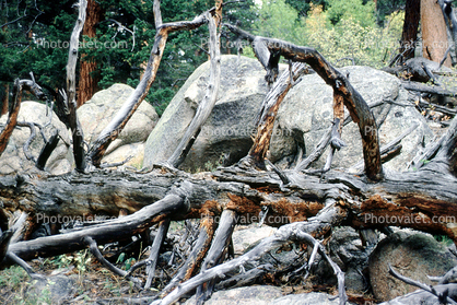 fallen tree, Stone, Boulders, decay