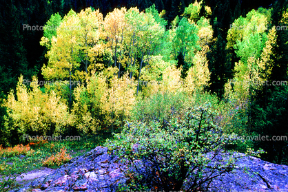Mountain, Forest, Aspen Trees, Woodland Portfolio, Woodland, hills, mountains, autumn