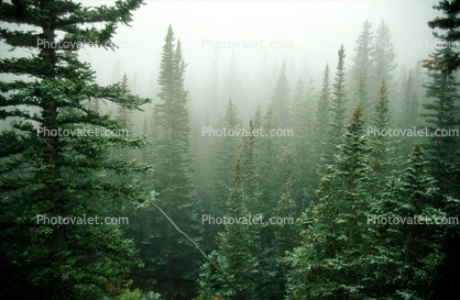 Woodland, trees, fog