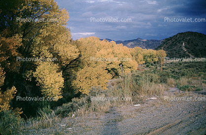 near Santa-Fe, trees, fall colors, autumn