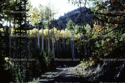Aspen Trees, trees, forest, woodland