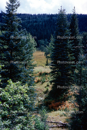 trees, forest, woodland