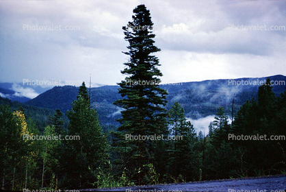 near Taos, trees, forest, woodland