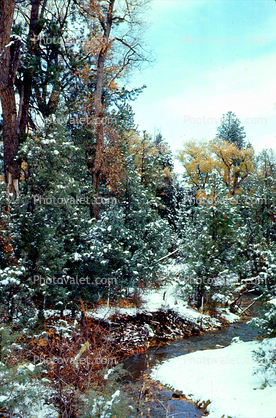 near Taos, trees, forest, woodland