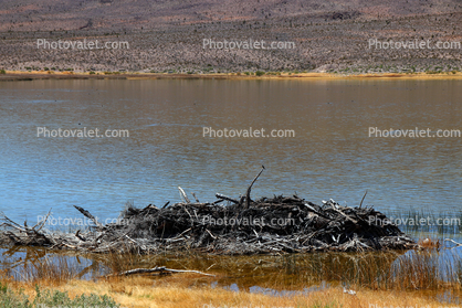 Lower Pahranagat Lake, Wetlands, Lake, Water