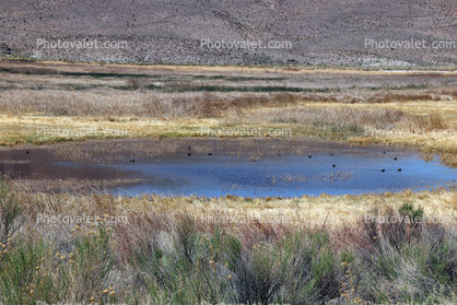 Lower Pahranagat Lake, Wetlands, Lake, Water, Reeds