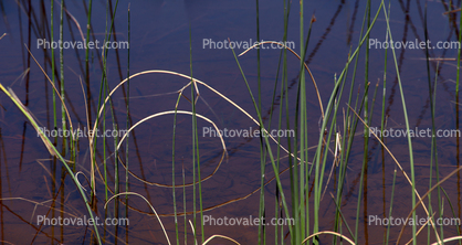 Middle Marsh, Wetlands, Lake, Water, Reeds, Pahranagat National Wildlife Refuge