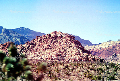 Joshua Tree