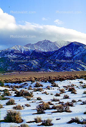 Creasote Bush, plant, desert, mountains, Boundary Peak, Tallest point in Nevada, Winter