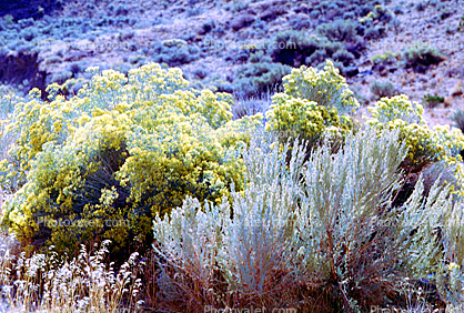 Creosote bush, shrub, plant