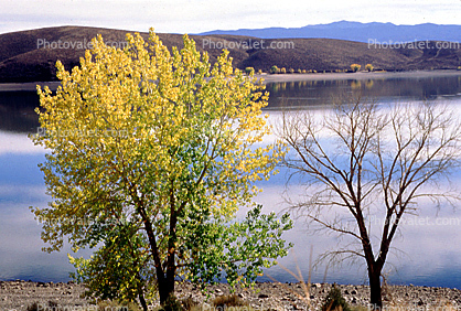 Deciduous Trees, Lake, autumn