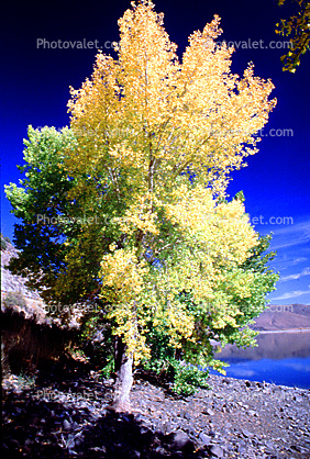 fall color, tree, fall colors, Trees, Vegetation, autumn