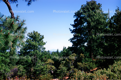 Pine Trees near Virginia City