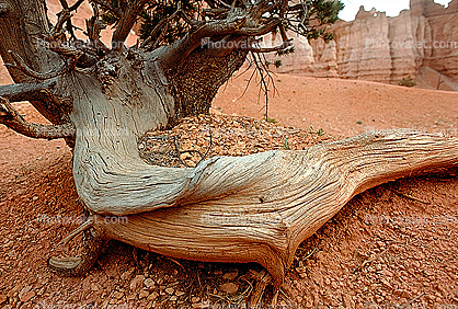 Twist and Gnarl, Tree, Bryce Canyon National Park, twistree, Root