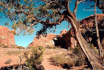 The Double Arch, gnarled tree