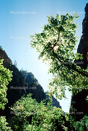 Trees, Canyon