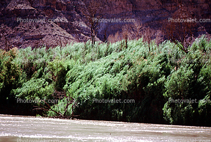 Colorado River, trees