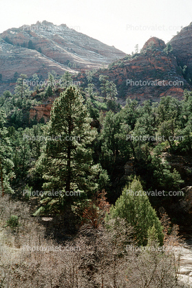Sandstone Cliff, Trees, Woodland