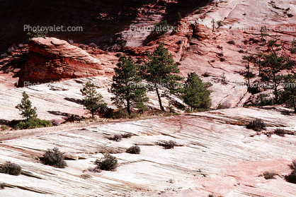 Trees, Sandstone Cliff, Zion National Park