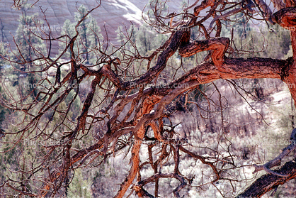 Tree, Zion National Park