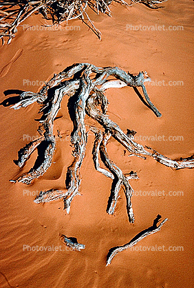 Twigs in the Sand, Coral Pink Sand Dunes State Park