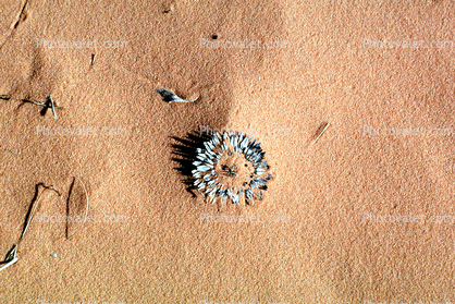Plant embedded in the Sand, Coral Pink Sand Dunes State Park