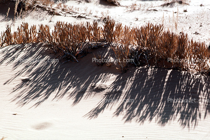 Shadow, Grass, Scrub, Coral Pink Sand Dunes State Park, Utah, USA