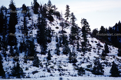 Snowy Hill, trees, cold, snow