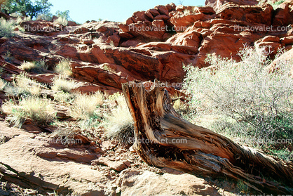 rocks, tree, Canyonlands National Park