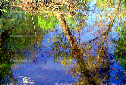 Water Reflection, trees