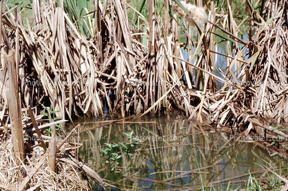 Reeds, Marsh, wetlands