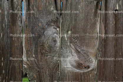 Horse Face in Wood, Pareidolia, Dino the Dinosaur